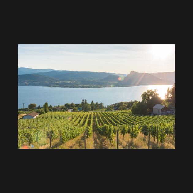 Okanagan Valley Vineyard View by Amy-K-Mitchell