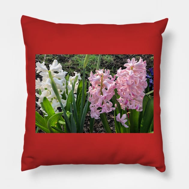 Spring bulbs in flower Pillow by Violaman