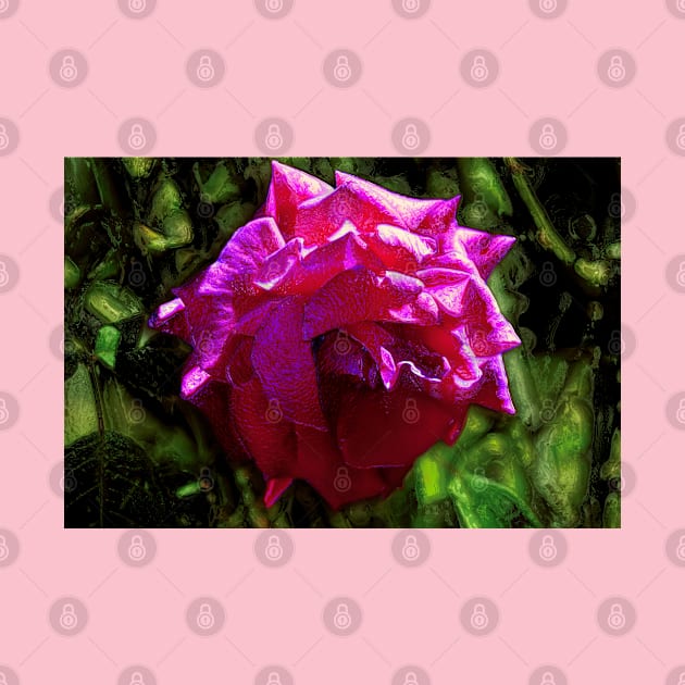 Shiny Pink Rose by mavicfe