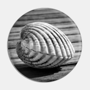 Sea shell on wood Pin