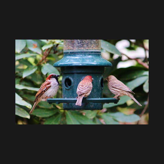 Three Bird Friends by Cynthia48