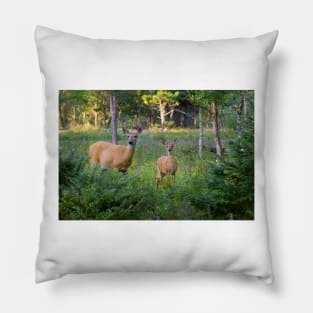 White-tailed deer and fawn Pillow