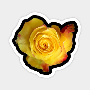 Rose yellow Magnet