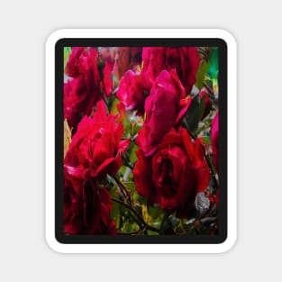 Red roses - Flowers Magnet