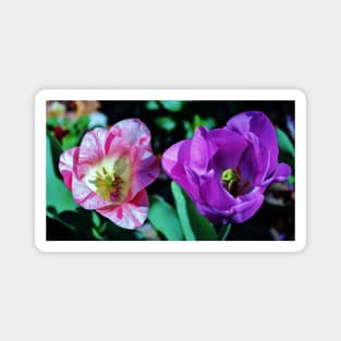 Two Tulips Magnet