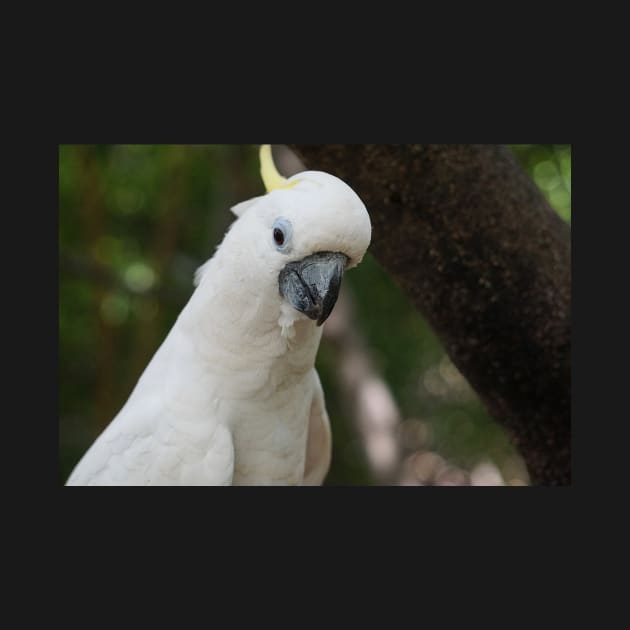 Cockatoo Drinking by Nicole Gath Photography