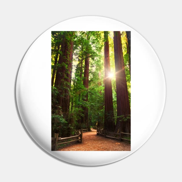 Redwood Forest Pin by jswolfphoto
