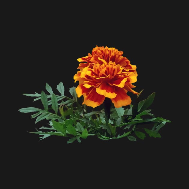 One Orange Marigold with Yellow Tips by SusanSavad