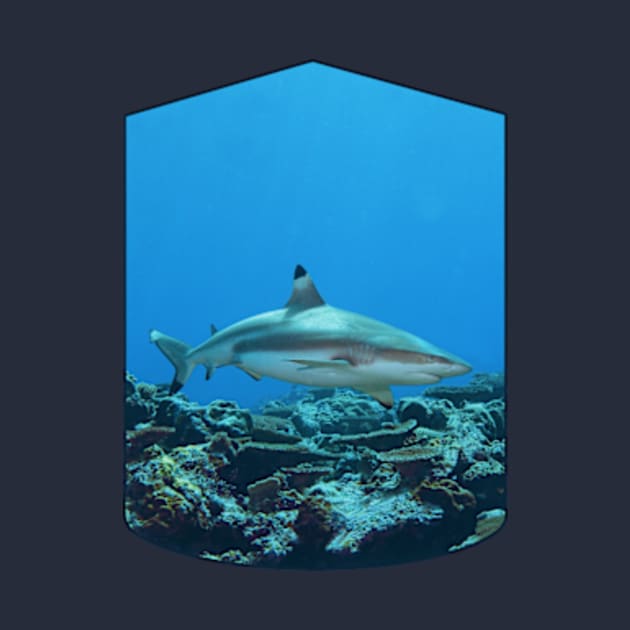 Blacktip | Reef shark at coral reef of Yap Island in Micronesia | by Ute-Niemann