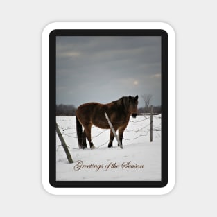 Horse in Winter. Magnet