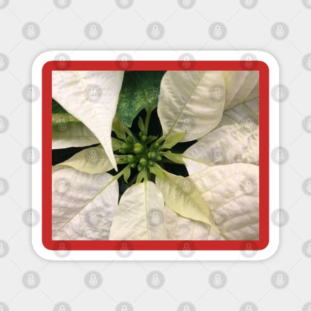 A White Christmas Poinsettia of Peace Joy and Harmony Magnet by Photomersion
