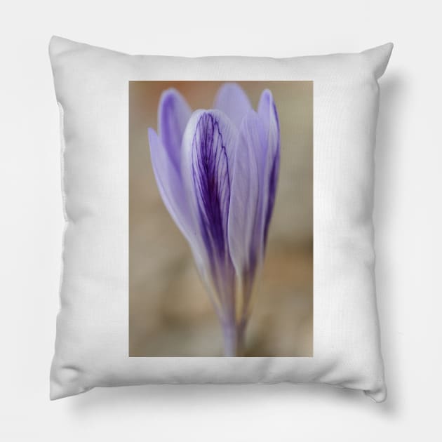 Crocus cancellatus subspecies cancellatus  Autumn flowering crocus Pillow by chrisburrows