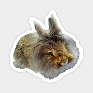 Lionhead Rabbit Magnet