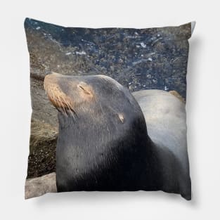 Sea Lion Close Up! Pillow