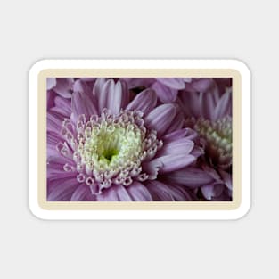 Pretty purple dahlia (2) Magnet