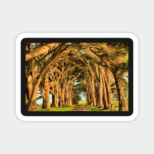 Cypress Lined Road Magnet