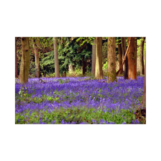 Bluebells Bluebell Woods Basildon Park Berkshire by AndyEvansPhotos