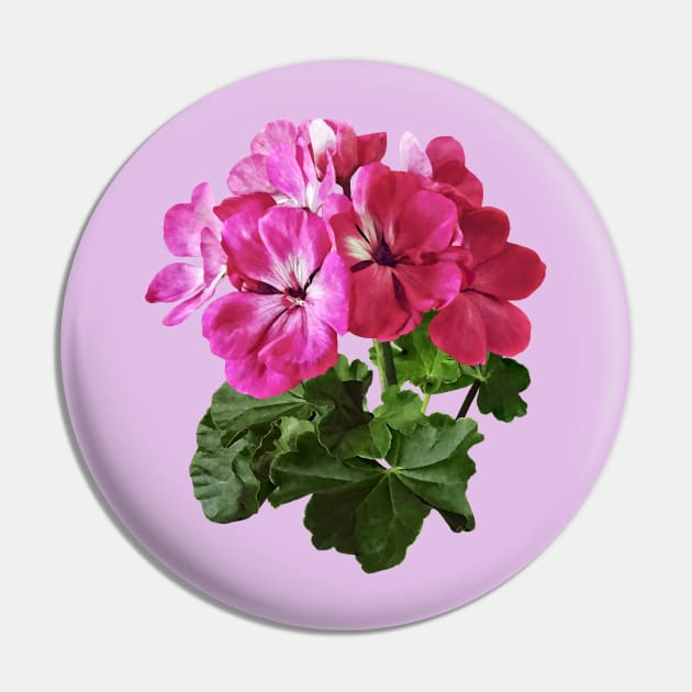 Magenta Geranium Pin by SusanSavad