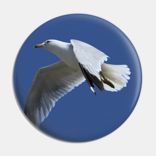 Ring-Billed Gull in Flight Pin