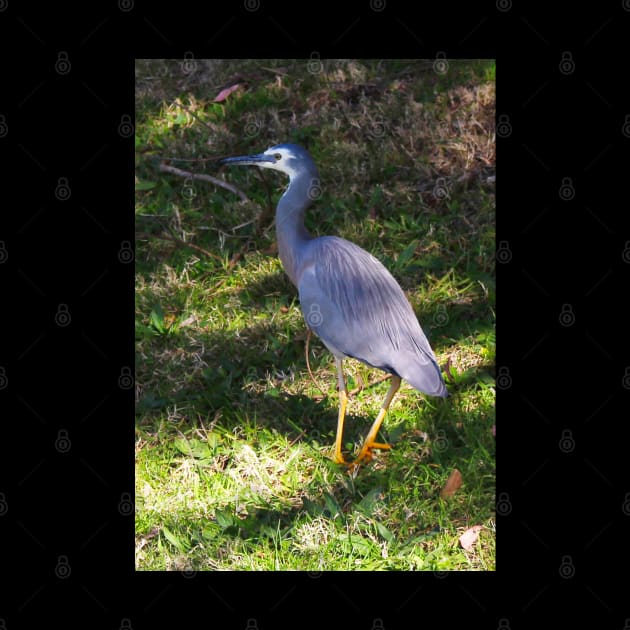 The White Face Heron! by Mickangelhere1