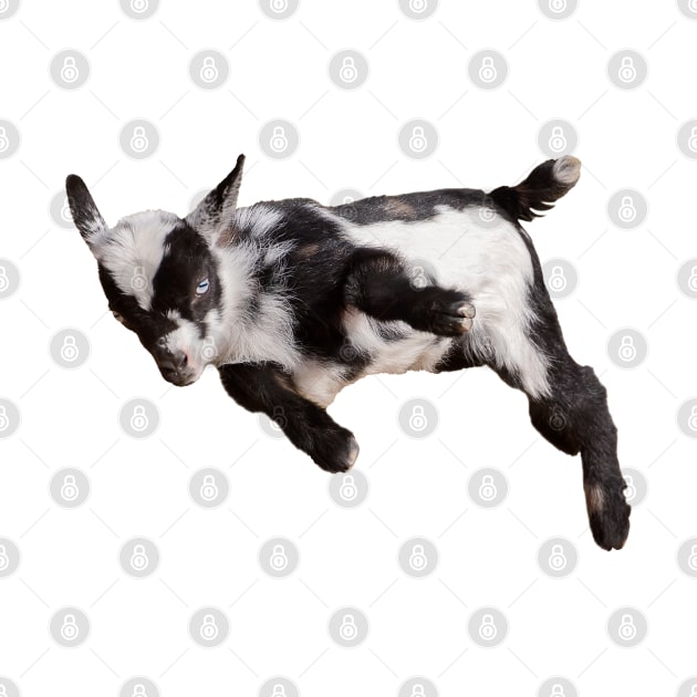 Bouncing Baby Goat by Ory Photography Designs