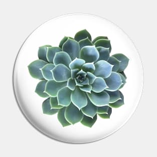 Succulent plant Pin