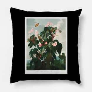 The Oblique-leaved Begonia Pillow