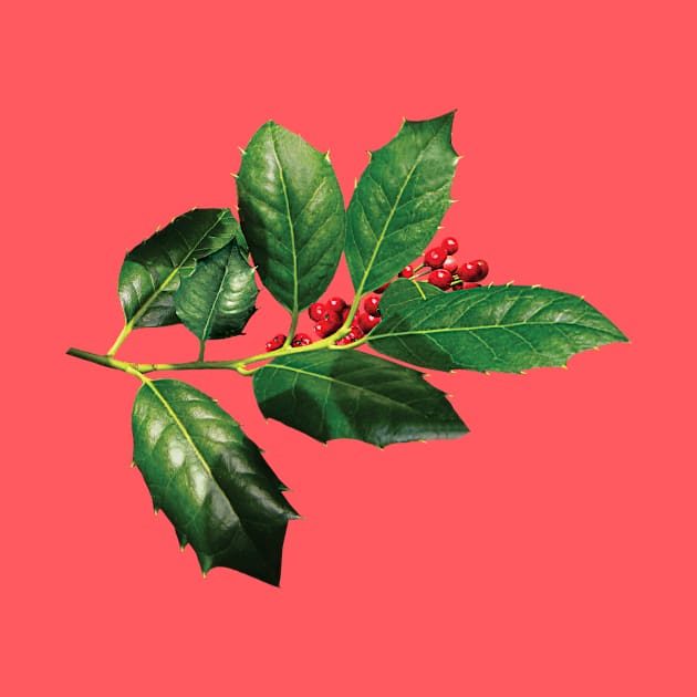 Sprig of Holly by SusanSavad