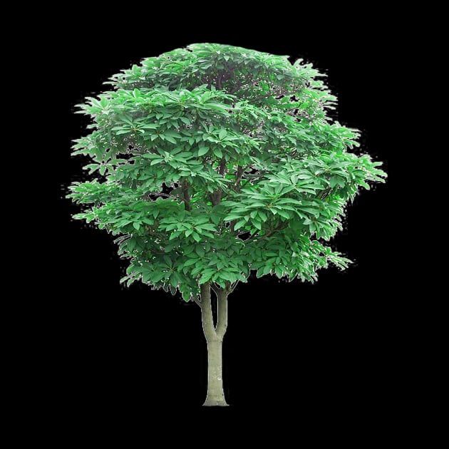 Green leafed tree, Tree Lindens by MADISON NICHOLAS