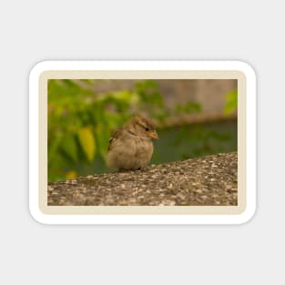 House Sparrow in Ljubljana, Slovenia Magnet