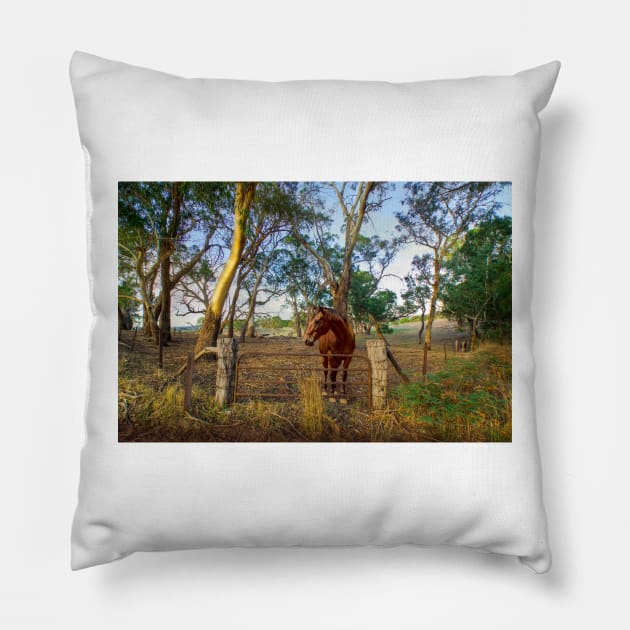 A Horse in the Adelaide Hills, South Australia Pillow by Mark Richards