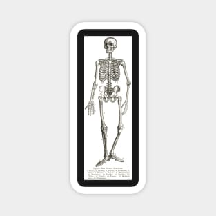 The Human Skeleton, A 19th Century diagram Magnet