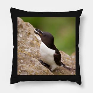 Alca Torda on Lunga Pillow