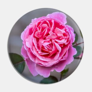 Pink Rose Pin