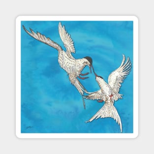 Arctic Terns Magnet