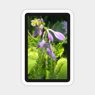A Tender Moment of Precious Purple Wild Flower Magnet