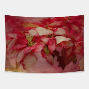 Peppermint Candy Colored Poinsettias Digital Art Tapestry