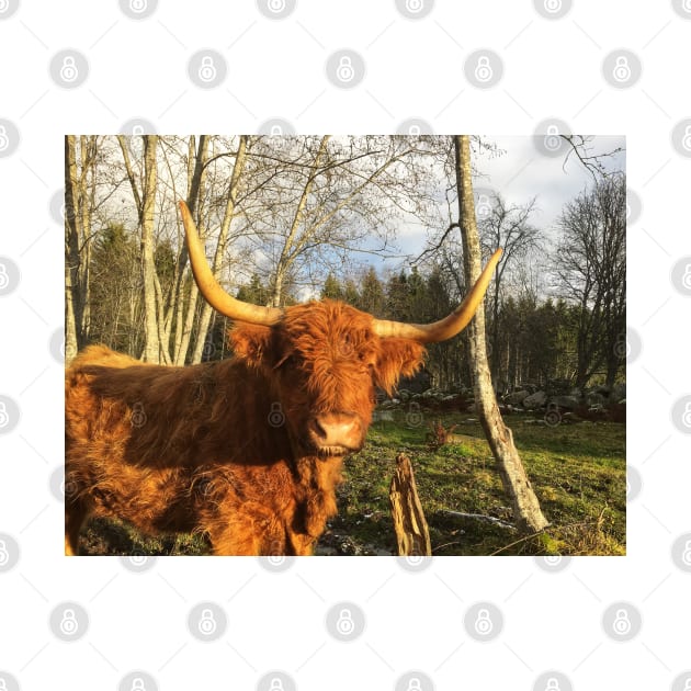 Scottish Highland Cattle Cow 2153 by SaarelaHighland