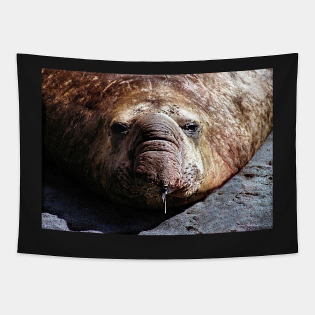 "A Face Only a Mother Could Love." Male Southern Elephant Seal Tapestry by Carole-Anne