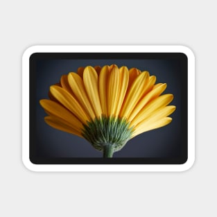 Yellow Daisy Gerbera Magnet