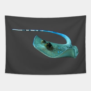 A ray on the move | A very dynamic underwater photography | Tapestry