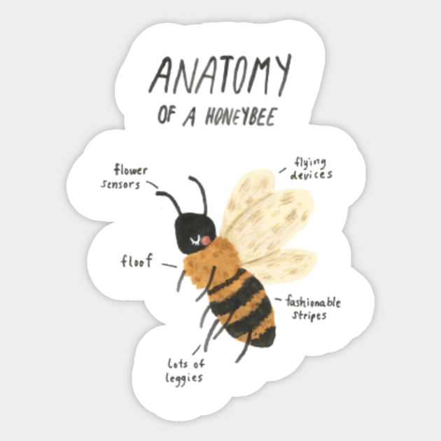 Anatomy Of A Honeybee Bees Sticker Teepublic