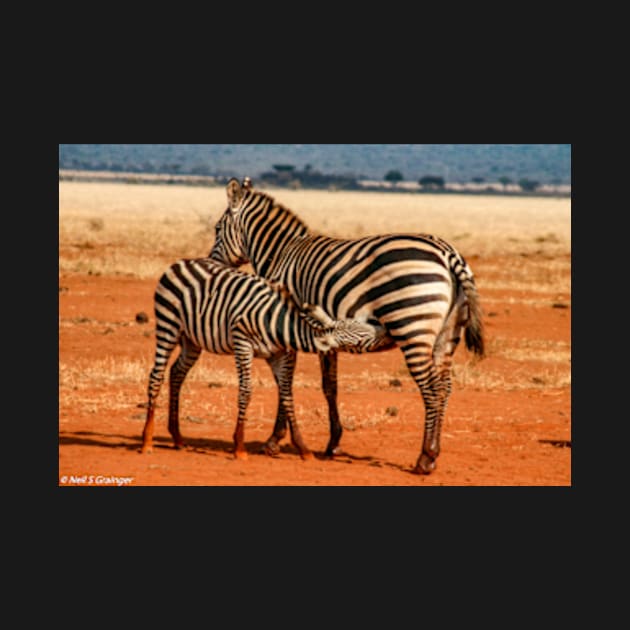 Zebra Feeding by neilgrainger