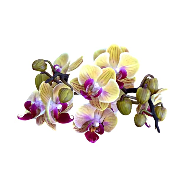 Pale Yellow and Magenta Phalaenopsis Orchids by SusanSavad