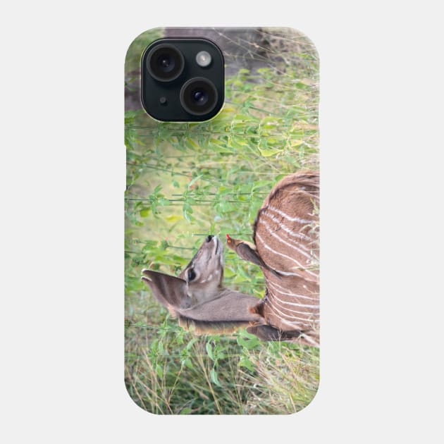 Kudu calf Phone Case by Ludwig Wagner