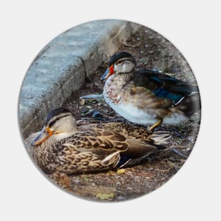 Wood Duck Resting With Another Duck Pin