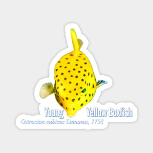 Young Yellow Boxfish Magnet