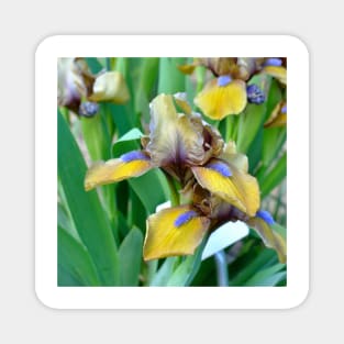 Yellow Bearded Iris Magnet