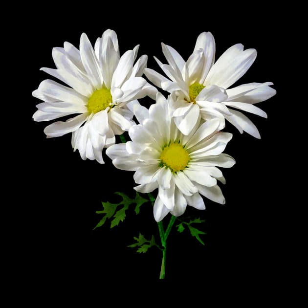 Three White Daisies by SusanSavad