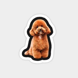 Toy Poodle Gorgeous Mini Dog Teddy Magnet